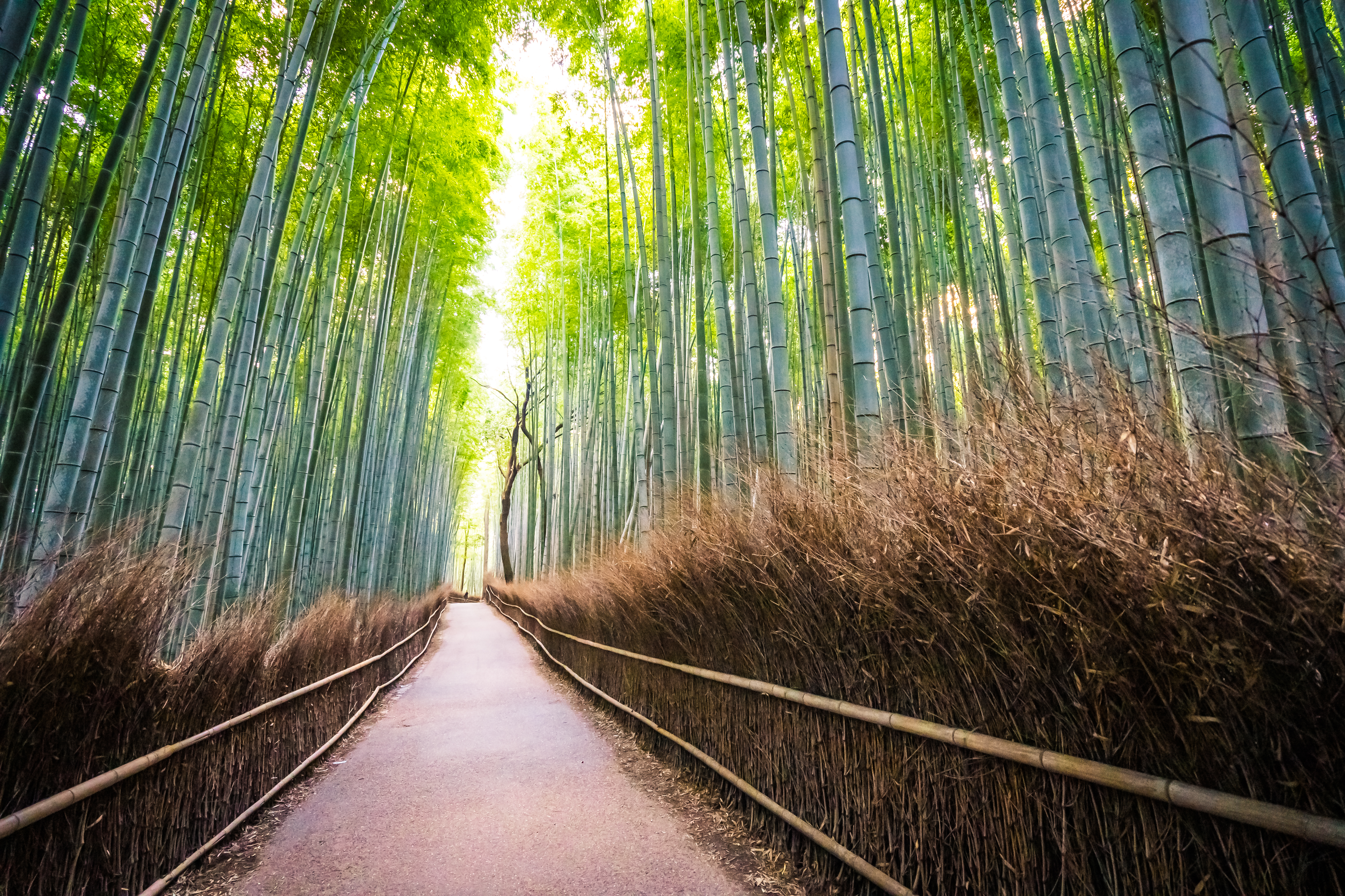 Bamboo grove in the forest at Arashiyama at Kyoto2